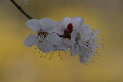 Close-up of flowers