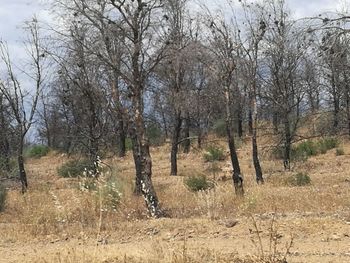 Bare trees on landscape