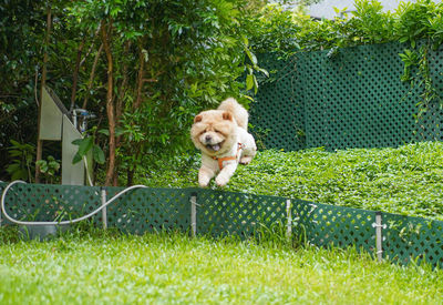 Portrait of dog in backyard