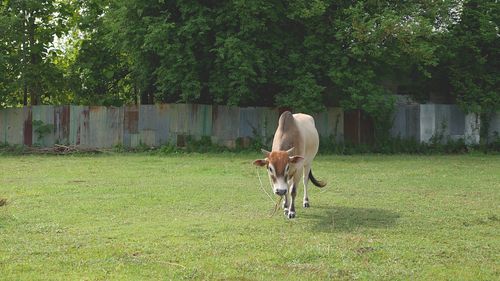 Horse on field