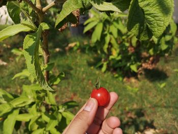 Midsection of person holding fruit