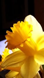 Close-up of yellow flower