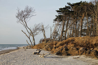 View of driftwood on beach against sky