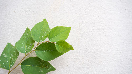 Close-up of fresh green leaves against white wall