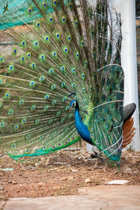 Peacock perching on a land