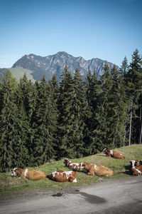 View of birds on land against sky