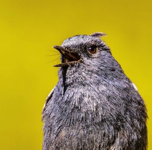 Close-up of bird against yellow background