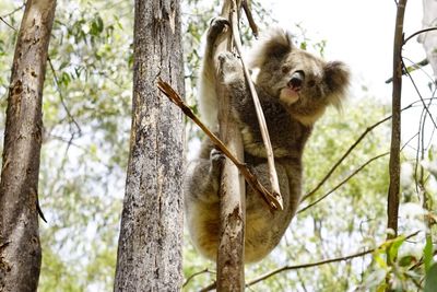 Low angle view of monkey on tree