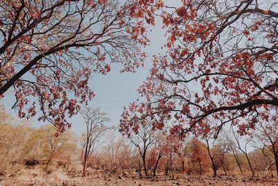 Trees on field against sky