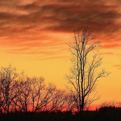 Silhouette bare trees on landscape against orange sky