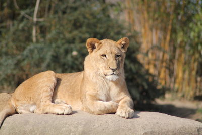 Lioness looking away