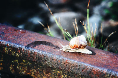 Close-up of snail