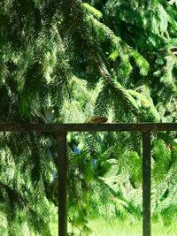 Low angle view of trees in forest