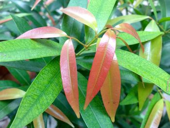 Close-up of fresh green plant