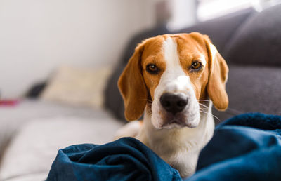 Beagle dog sad eyes big nose. portrait, copy space. pet at home.