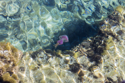 High angle view of fish swimming in sea