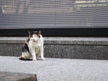 Cat sitting on tiled floor and meowing