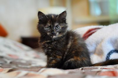 Close-up portrait of kitten