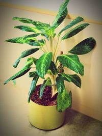 Close-up of potted plant on table at home