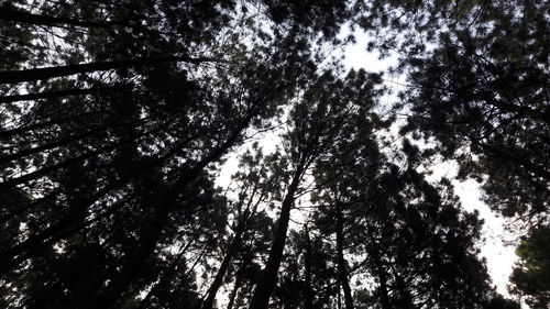 Low angle view of trees in forest