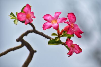 Low angle view of pink cherry blossoms against sky