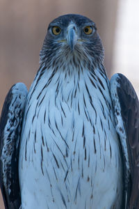 Close-up portrait of owl