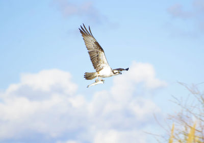 Low angle view of eagle flying in sky