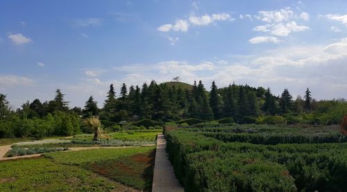 Panoramic shot of trees on field against sky