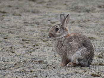 Close-up of an animal on field