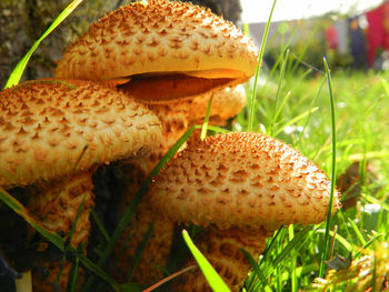 Close-up of fly agaric mushroom