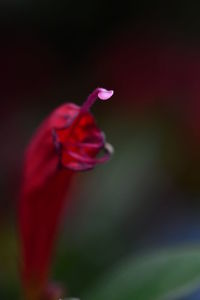 Close-up of red poppy blooming outdoors