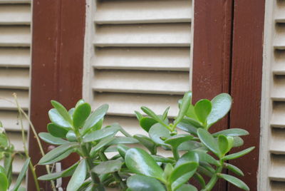 Close-up of plant growing outdoors