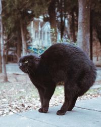 Side view of a black cat