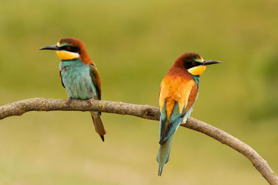 Bird perching on branch