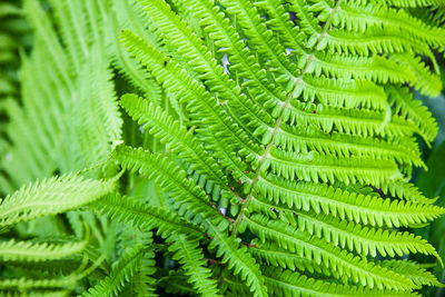 Close-up of green leaves