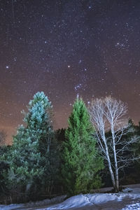 Trees on field against sky at night