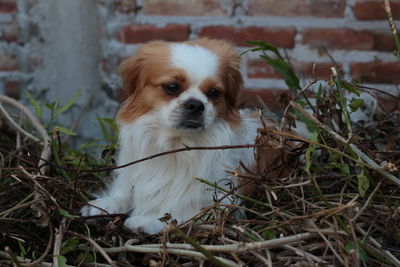 Close-up portrait of dog