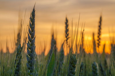 Close-up of stalks against sunset