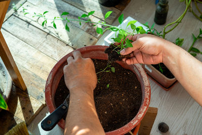 High angle view of hands holding plant