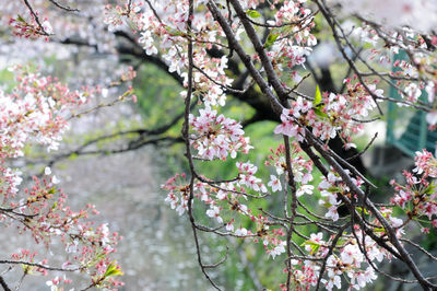 Low angle view of cherry blossoms