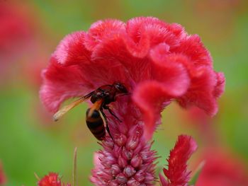 Close-up of bee pollinating on pink flower