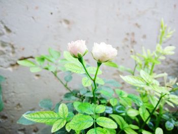 Close-up of white flowers blooming outdoors