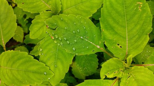 Close-up of wet plant leaves during rainy season