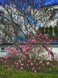 Pink flowers blooming on tree