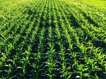 Full frame shot of crops on field