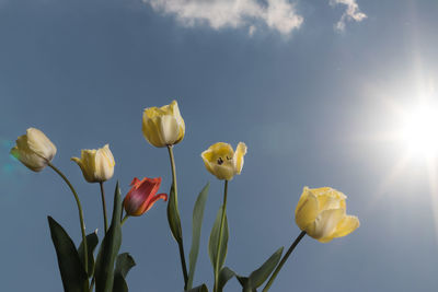 Low angle view of flowering plants against sky