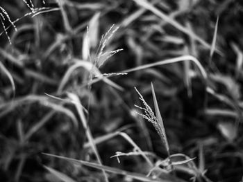 Close-up of plant growing on field