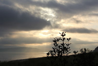 Silhouette plant by sea against sky during sunset