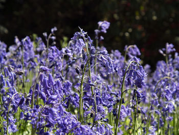 Close-up of purple flowers blooming