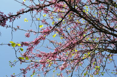 Low angle view of flowers
